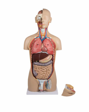 Modello torso umano maschile/femminile