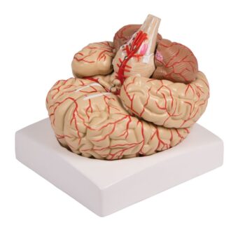 Modello del cervello